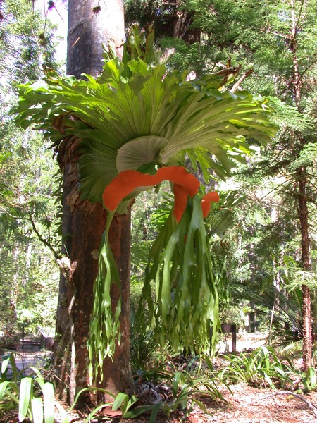 Plant
